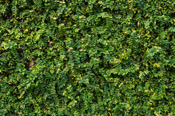 Wand aus tropischem Regenwald