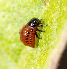 Red larvae of the Colorado potato beetle on green potato leaves. Macro