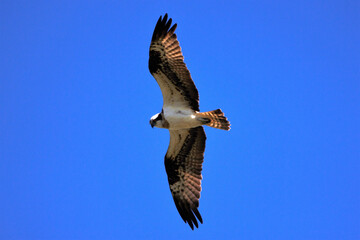 eagle in flight