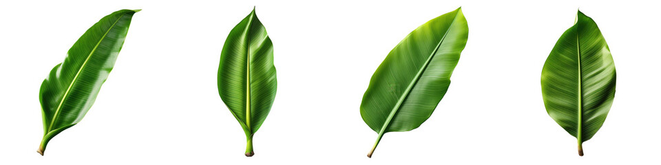 Obraz premium A banana leaf on a transparent background with clipping path