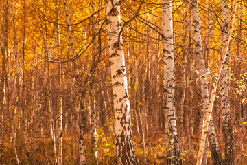 Young birch forest in autumn. Nature