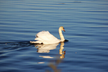 swan on the lake