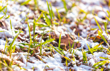 Snow on the green grass.