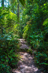 Jungle Trail