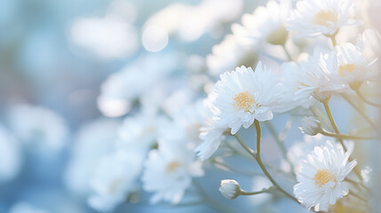 菊の花の先生で美しい球ボケの写真