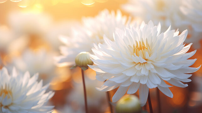 菊の花の先生で美しい球ボケの写真