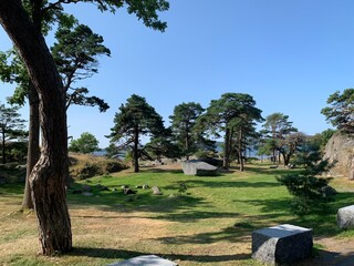 Tree in the park and green meadow