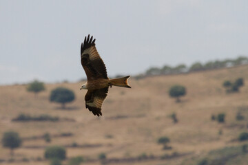 Milvus milvus, Las Arribes del Duero Natural Park, Aldeadavila de la Ribera, Salamanca, Spain