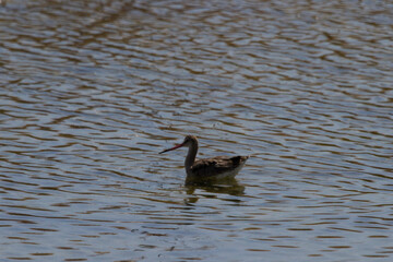 Limosa limosa, Ria Formosa Natural Park, Algarve, Portugal