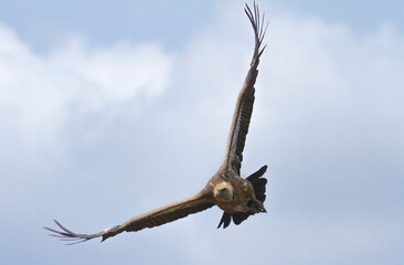 Griffon Vulture, Las Arribes del Duero Natural Park, Aldeadavila de la Ribera, Salamanca, Spain