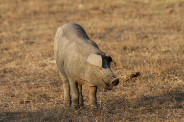 Pig in pasture, Salamanca, Castilla y Leon, Spain