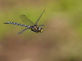 Common hawker, Aeshna junce
