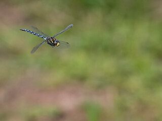 Common hawker, Aeshna junce