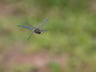 Common hawker, Aeshna junce