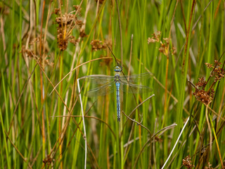 Emperor dragonfly, Anax imperator
