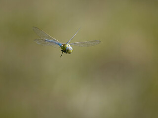 Emperor dragonfly, Anax imperator