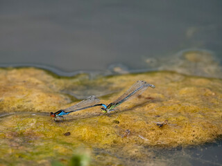 Red-eyed damselfly, Erythromma najas