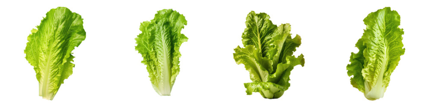Lettuce separated transparent background