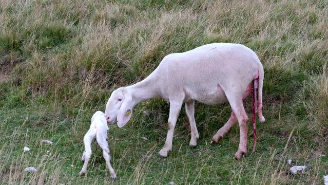 A female ewe with the amniotic sac still attached and her newborn lamb. A tender moment between the mother and the little lamb. Concept: a mother's love.
