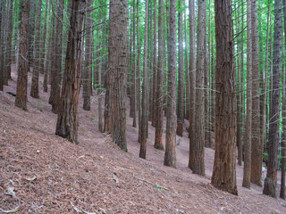 Sequoia forest, Monte Cabezon, Cabezon de la Sal, Cantabria, Spain