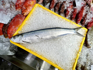 fresh raw cold seafood saury whole fish ikan head, fillet, meat, cut, tail on white ice background...