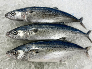 fresh raw cold seafood Spanish mackerel whole fish ikan head, fillet, meat, cut, tail on white ice...