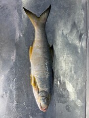 fresh raw cold seafood Indian threadfin whole fish ikan head, fillet, meat, cut, tail on white ice...
