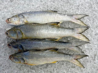 fresh raw cold seafood Indian threadfin whole fish ikan head, fillet, meat, cut, tail on white ice background halal food cuisine hyper market menu for restaurant ingredient design