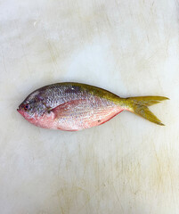 fresh raw cold seafood yellowtail whole fish ikan head, fillet, meat, cut, tail on white ice...