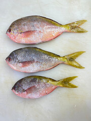 fresh raw cold seafood yellowtail whole fish ikan head, fillet, meat, cut, tail on white ice...