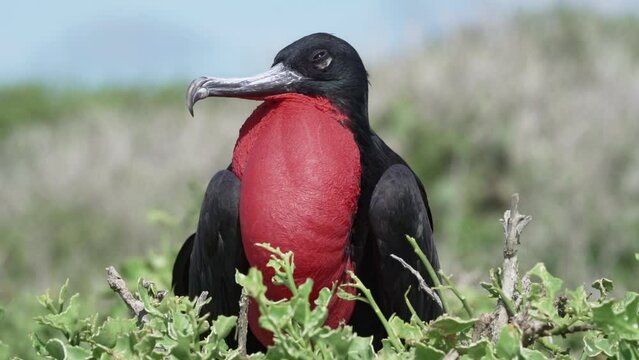 Magnificent frigatebird, Fregata magnificens, a big black seabird with a characteristic red gular sac. Male frigate bird nesting with inflated sack, galapagos islands, Ecuador, South America.