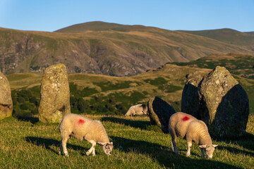 Sheep feeding on grass around an ancient stone circle at sunset (Castlerigg, Keswick, England)