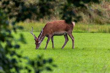 Red Deer feeding on short grass at Glenfinnan, Highlands, Scotland