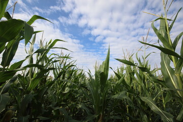 corn field with sky and clouds
