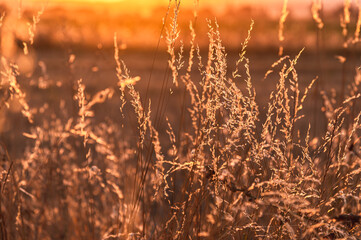 Wild herbs in the rays of the orange sun at sunset. Warm sunset background.