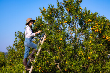 Women owner plantation checking quality tangerines and checks market prices with her tablet.Women working and contact customers who order online on smartphone in orange orchard.Women happy, Success.