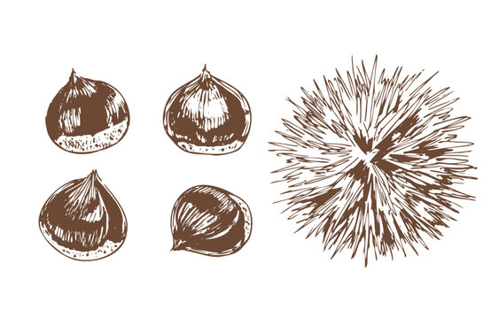 栗の手描き風イラスト