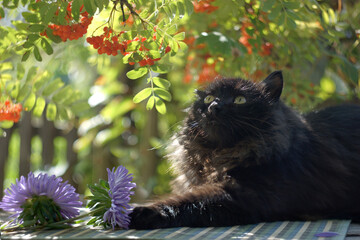Two lilac china asters and a happy black cat on a table under a rowan tree in the morning sunny garde