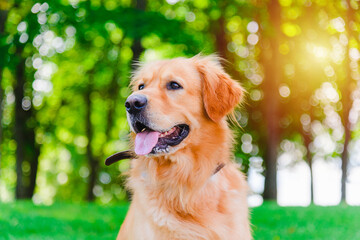 Portrait of Golden labrador dog sitting on the grass against the background of a green sunset forest.Summer day.Closeup.