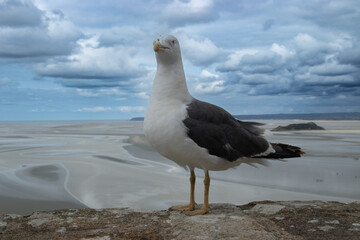 Seegull close up photo with sea background  and stromy blue sky