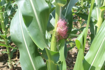 green leaf of corn on the cob