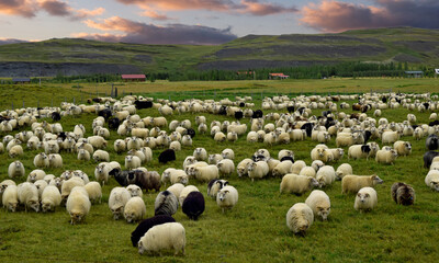 Field of sheep in Iceland 