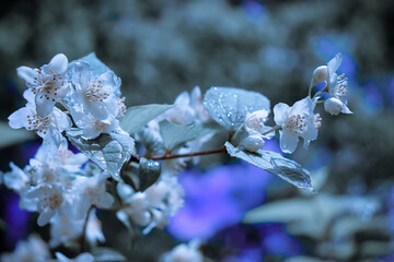 Selective focus. Sadness. Yearning. Blue floral background.