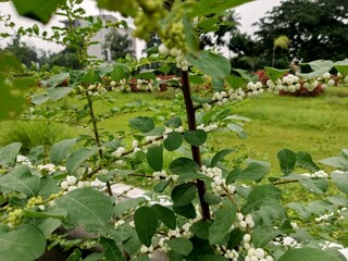 Mountain strawberry, Symphoricapos occidentalis, Western snowberry, Wolfberry. Life form: deciduous...