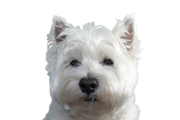 West highland white terrier dog portrait