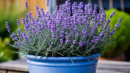 Lavender Flowers Thriving in a Potted Oasis, Infusing Fragrance and Tranquility into Your Living Space