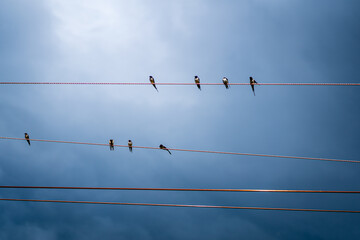 A bunch of swifts resting on a Power line