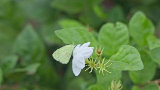 A beautiful view of a small yellow butterfly perched on a white jasmine flower