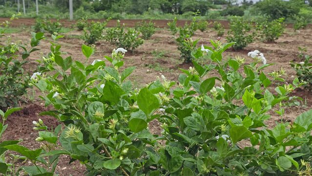 A beautiful view of a fresh jasmine plantation with flowers and buds