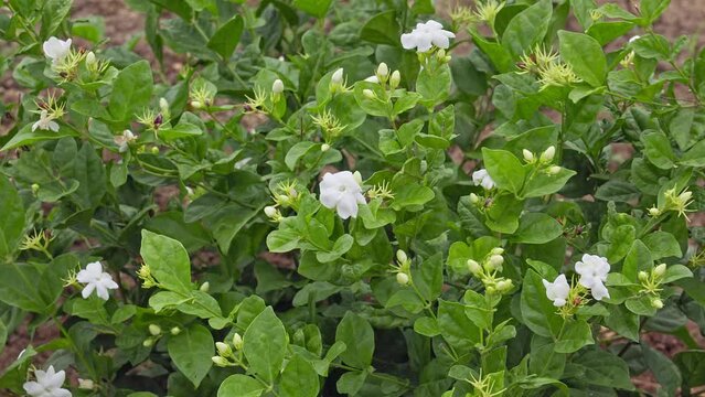 A beautiful view of a fresh jasmine plantation with flowers and buds